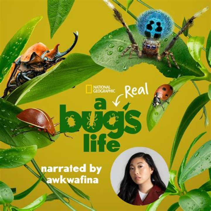 A Deep Dive Into Awkwafina's Dating Life