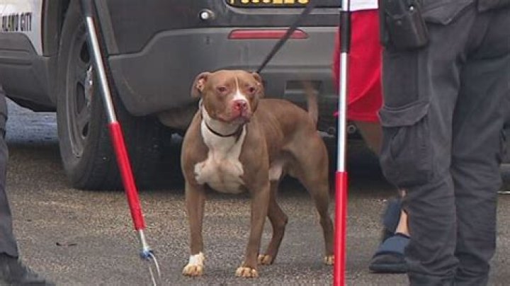 Brittany Scotland: A Tragic Incident Involving A Pit Bull Attack