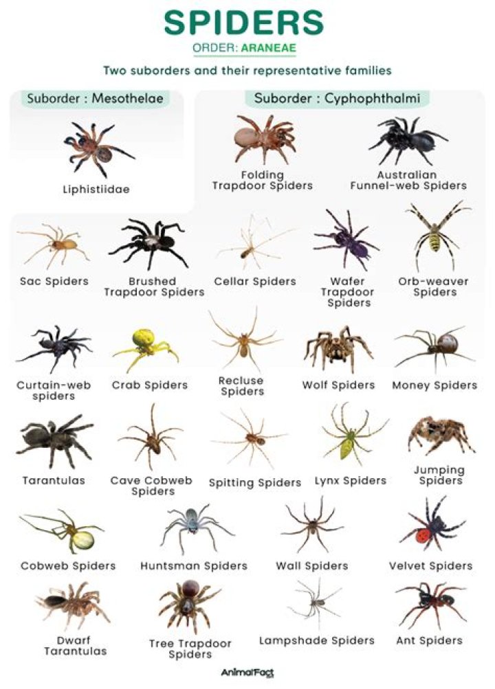 Comprehensive Guide To Sophie Rain Spiders: Habitat, Behavior, And Identification