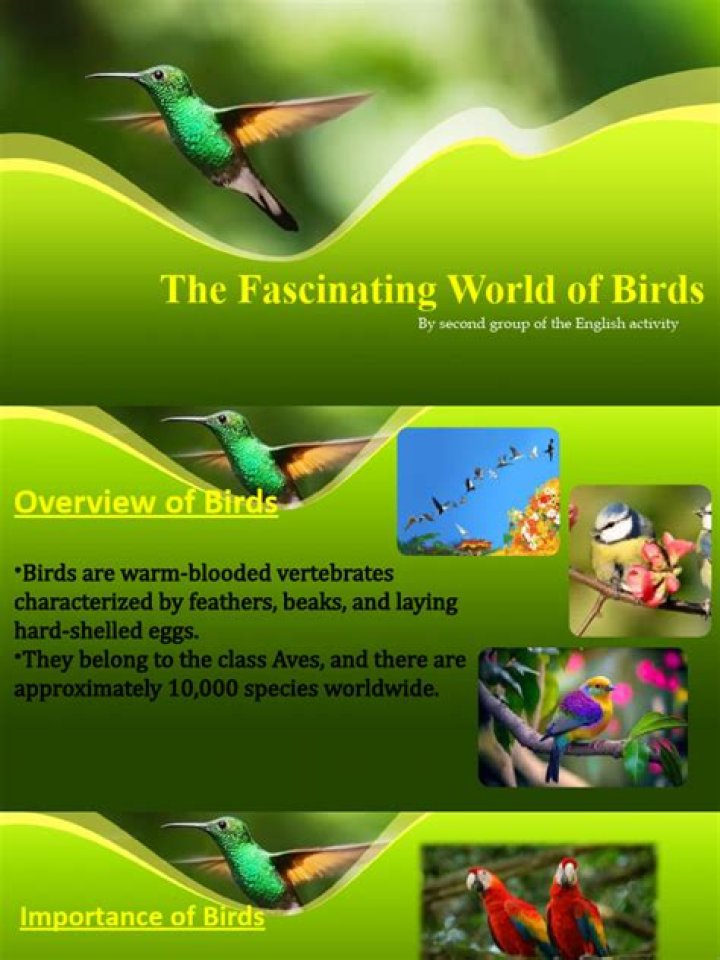 Discovering The Fascinating World Of Brkljac