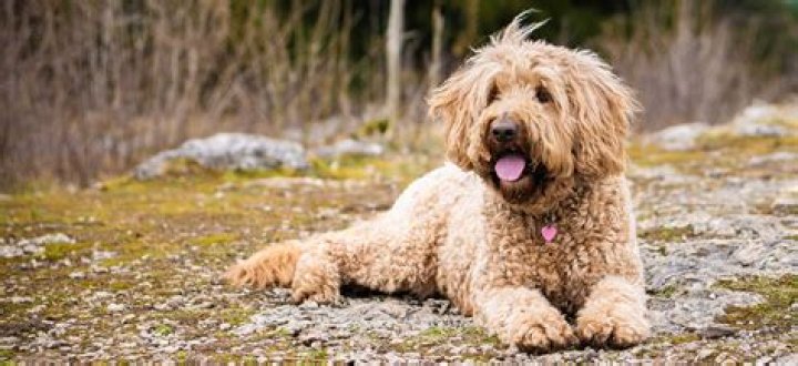 Discovering The Goldendoodle Pug Mix: A Unique Canine Companion