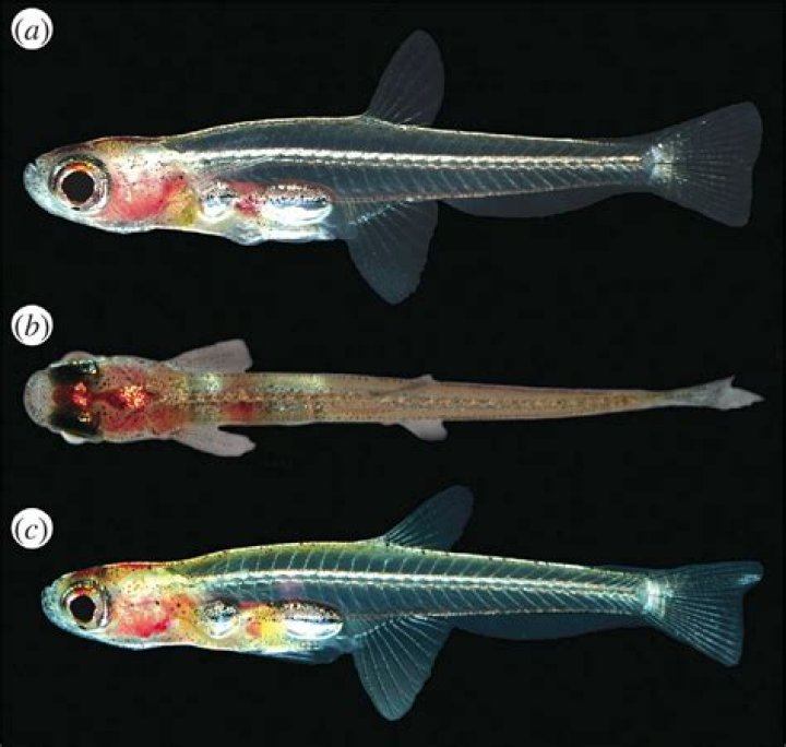 Discovering The Tiny Marvels: The Smallest Fish In The World
