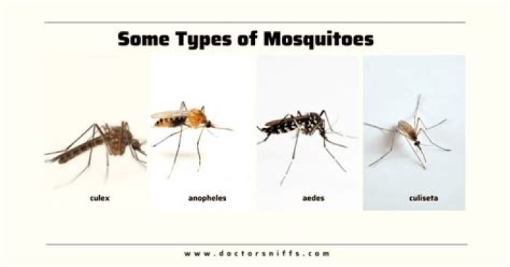 Everything You Need To Know About Mosquitoes On The Beach