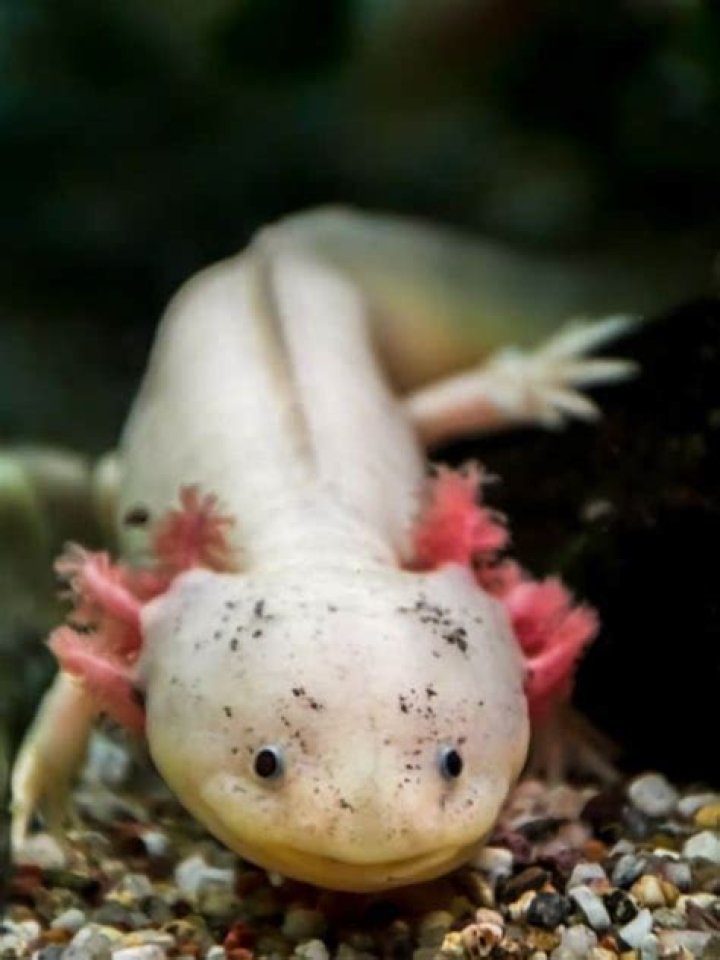 Exploring The Fascinating World Of Different Types Of Axolotls
