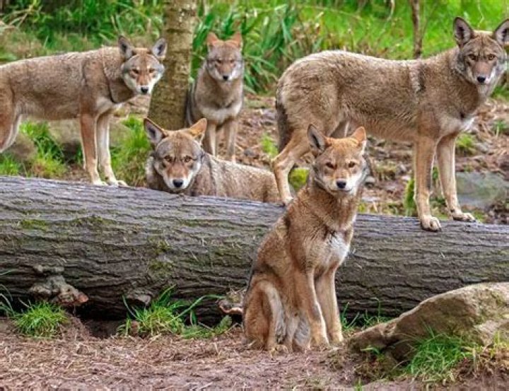 Exploring The Fascinating World Of Mellstroy Wiki