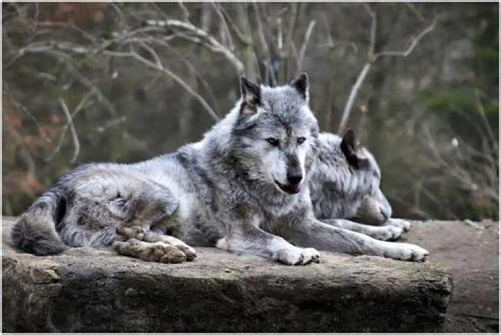 Exploring The Lifelong Bonds Of Wolves: Do Wolves Mate For Life?