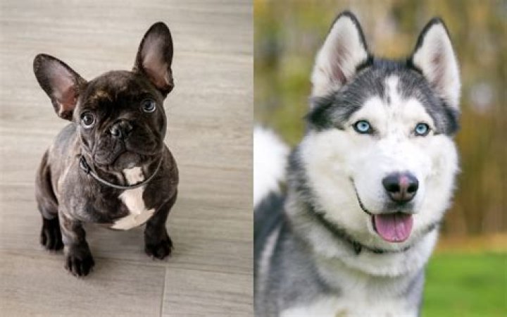 Exploring The Unique Charm Of The French Bulldog Husky Mix