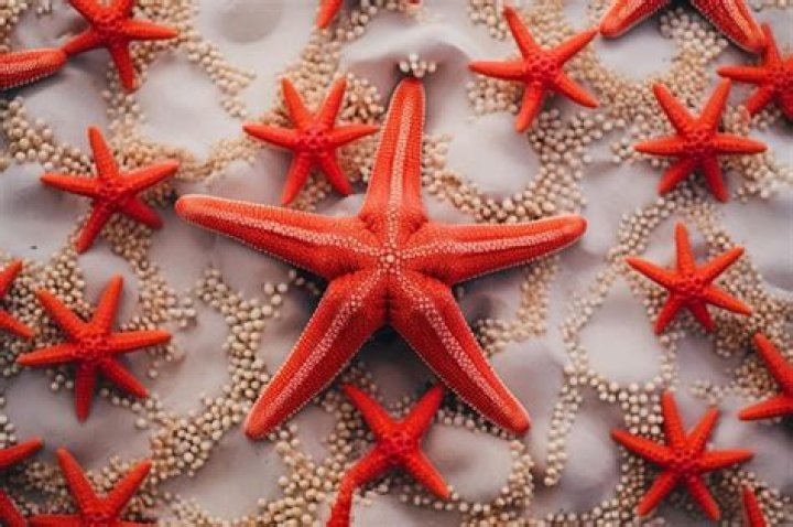 Exploring The Vibrant World Of Red Things