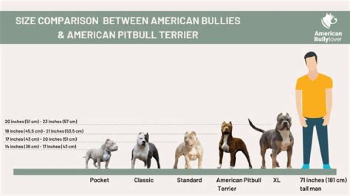 Pitbull Height: Understanding The Size And Build Of This Beloved Breed