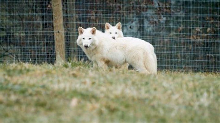 Rediscover The Magic: Reunite The "Bring Back Alice" Cast