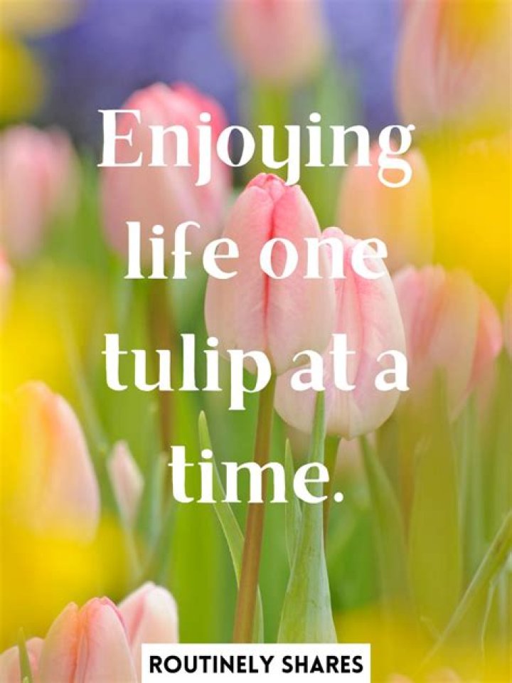 Ultimate Guide To Captivating Tulip Captions: A Comprehensive Source