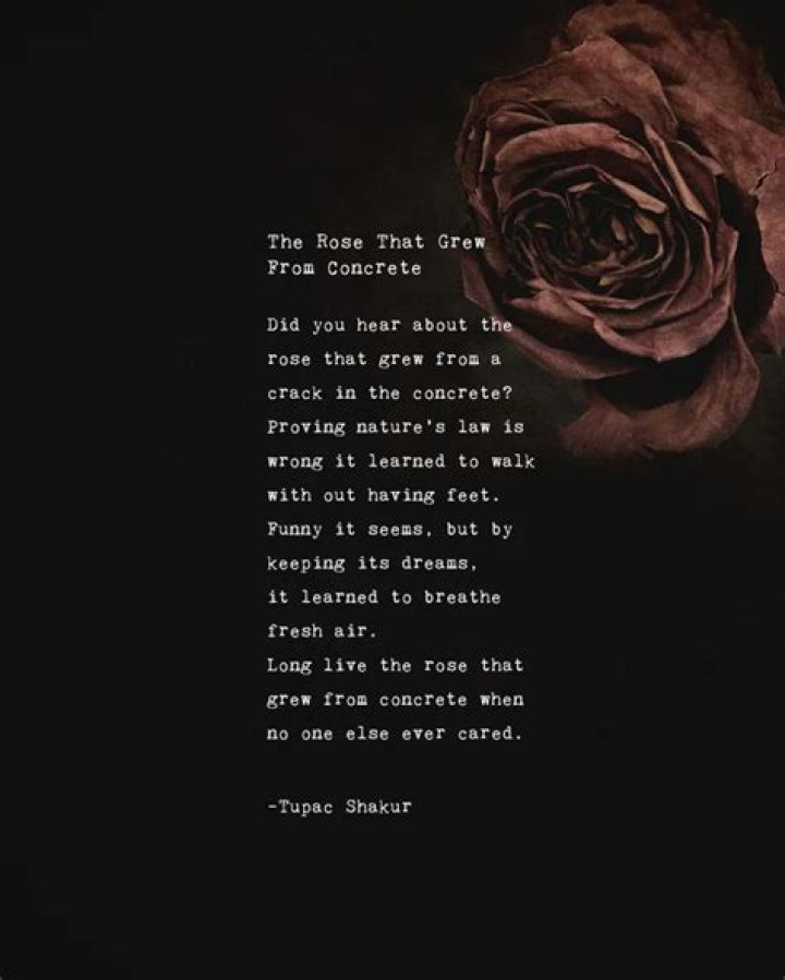 Uncover Hidden Meaning Behind The Rose In Lyrics