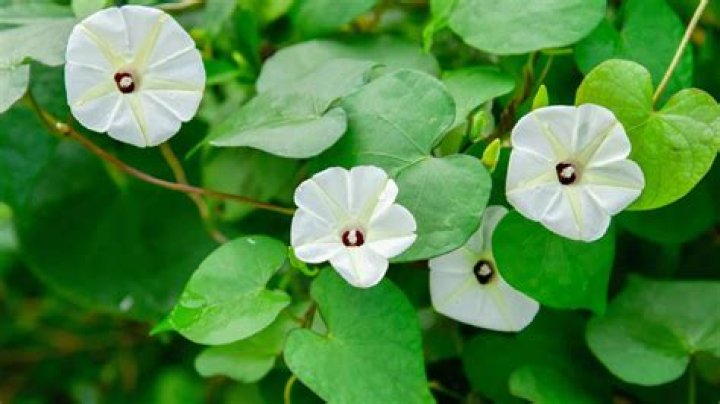 Uncovering Samuel Marty's Age: A Comprehensive Guide