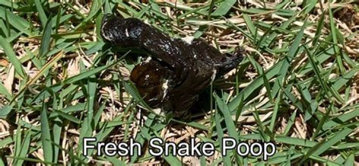 Understanding Snake Poop: The Fascinating World Of Serpent Excrement