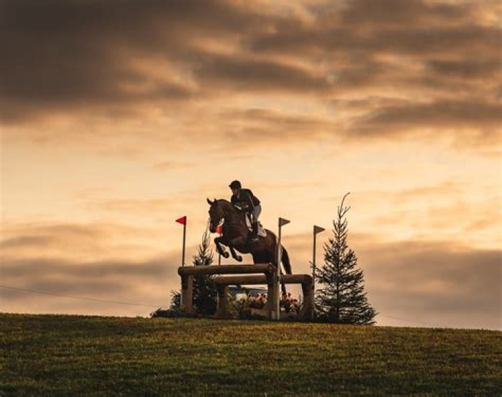 Understanding The House Horse Official: A Unique Perspective