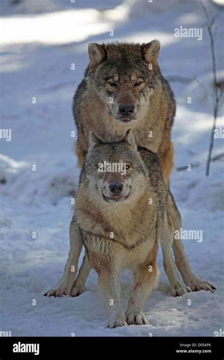Understanding The Mating Rituals Of Wolves