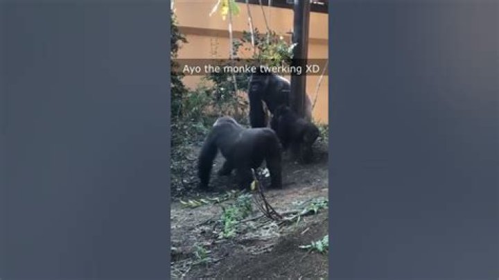 Unleashing The Laughter: The Rise Of The Gorilla Twerking Meme