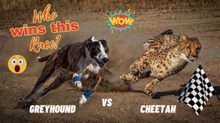 Unleashing The Legends: The Battle Of Speed Between Greyhounds And Cheetahs