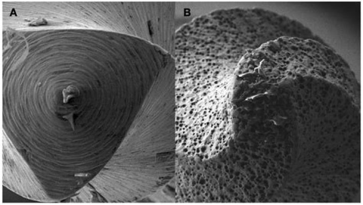 Unraveling The Mysteries: Was Antonia Brico Married?