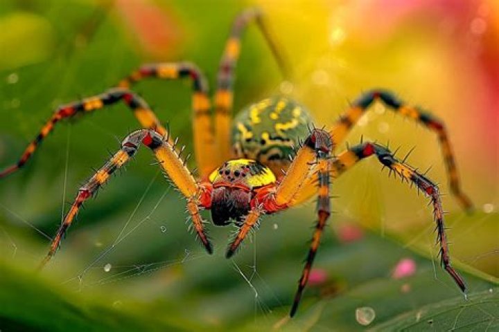 Unveiling The Intriguing World Of Spiders In Bali, Indonesia