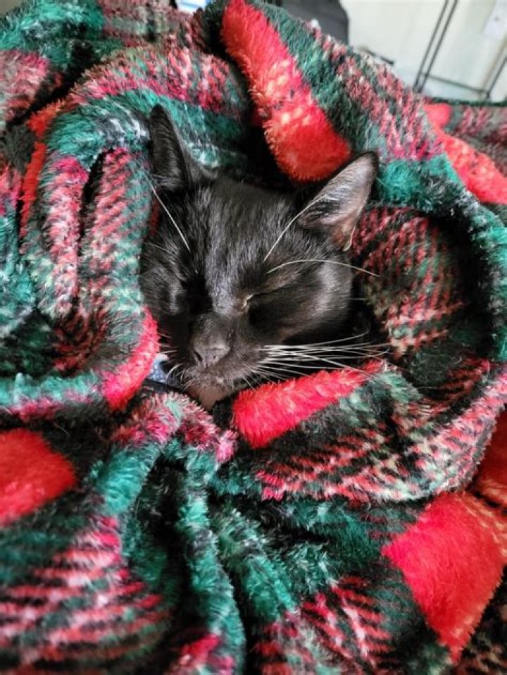 What You Need To Know: Do Cats Like To Be Covered With Blankets?